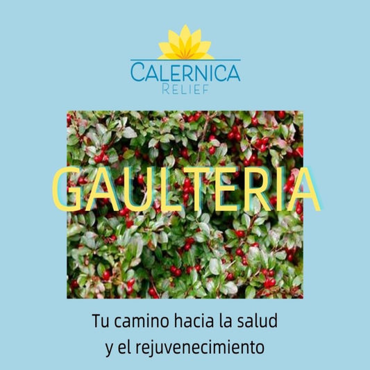 Calernica Relief - Gaulteria